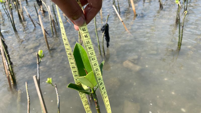 Gambar Monitoring