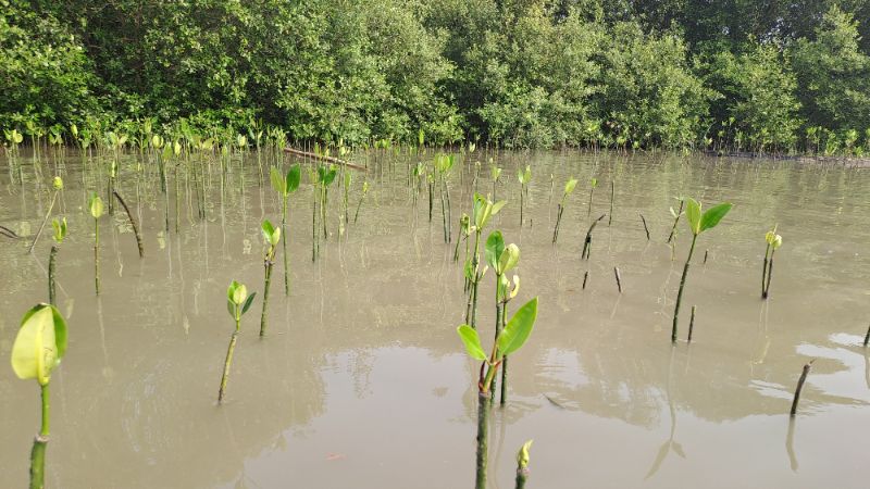 Gambar Monitoring