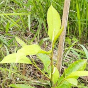 Gambar Monitoring