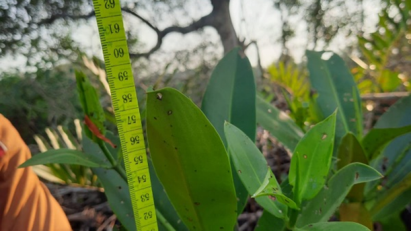 Gambar Monitoring