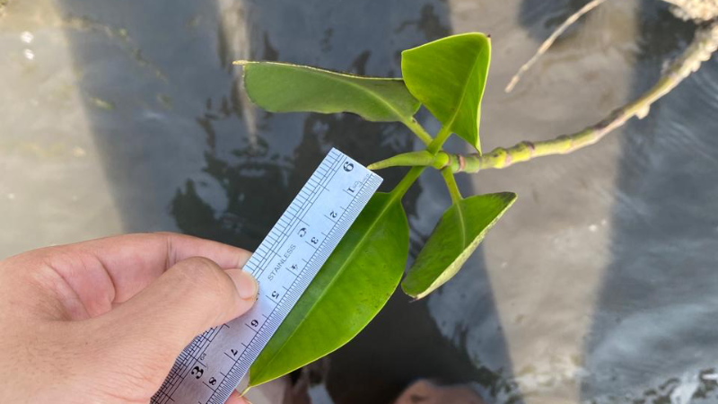 Gambar Monitoring