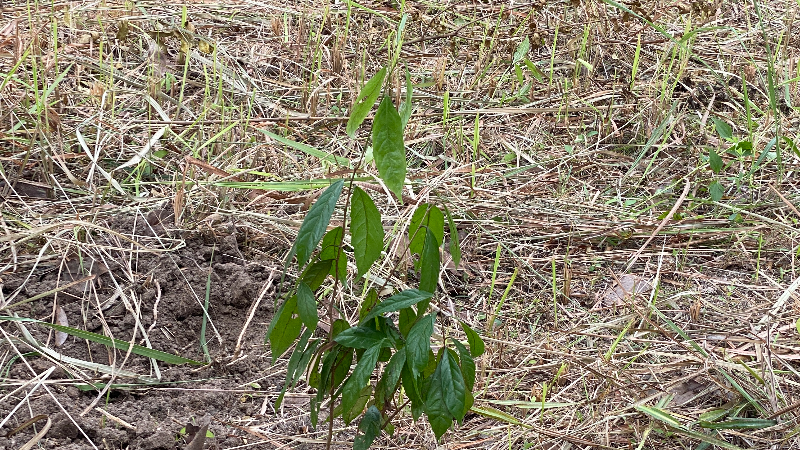 Gambar Monitoring