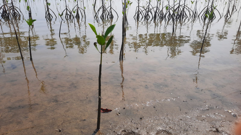 Gambar Monitoring