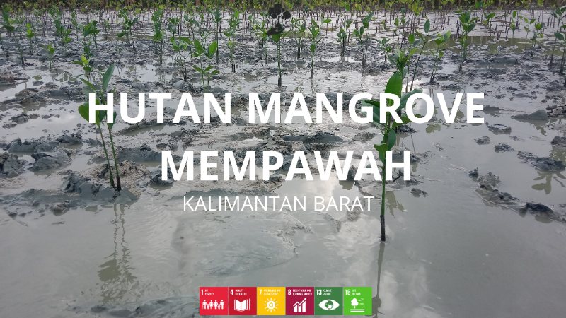 Hutan Mangrove Mempawah