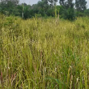 Gambar Lokasi