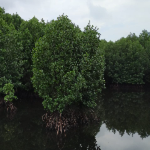 Bontang Mangrove Park, KOTA BONTANG - LindungiHutan