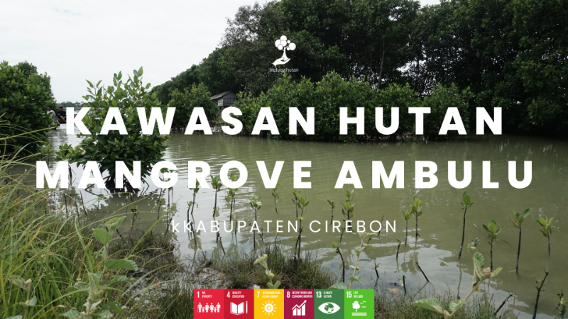Kawasan Hutan Mangrove Ambulu
